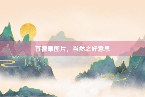苜蓿草图片,当然之好意思